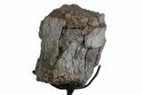 Fossil Theropod Vertebra Section w/ Metal Stand - Colorado #383239-1
